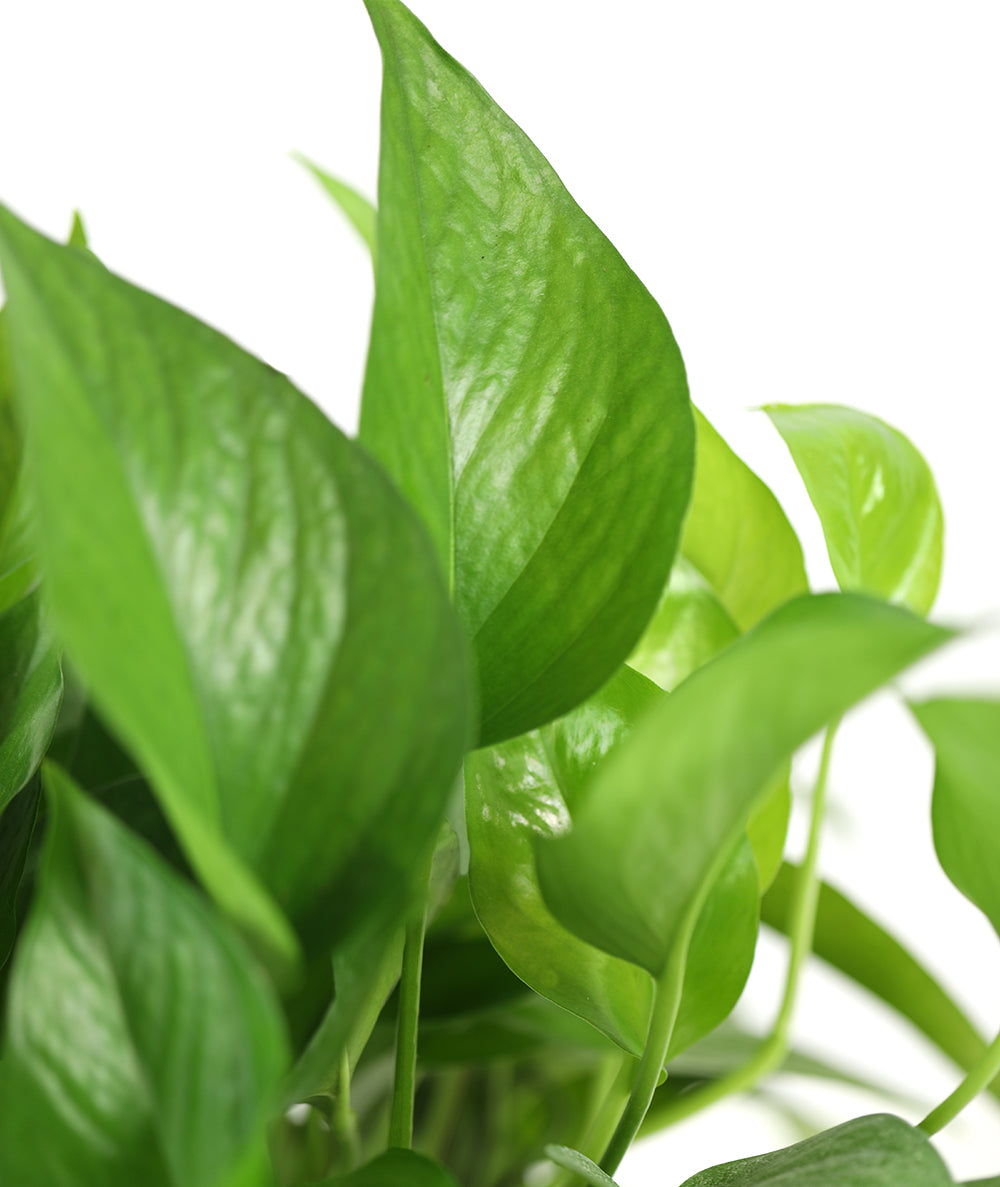 Pothos Green Jade – The Leafy Plant